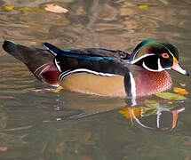 Wood Duck