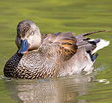 Canard chipeau