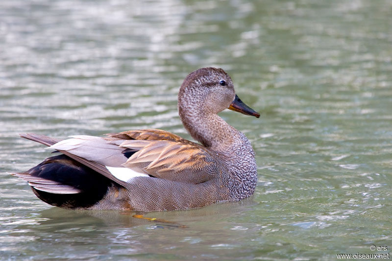 Gadwall male adult breeding, identification