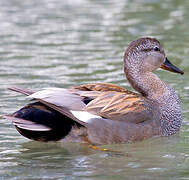 Canard chipeau