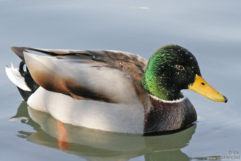 Canard colvert mâle, identification