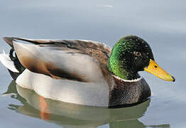 Mallard