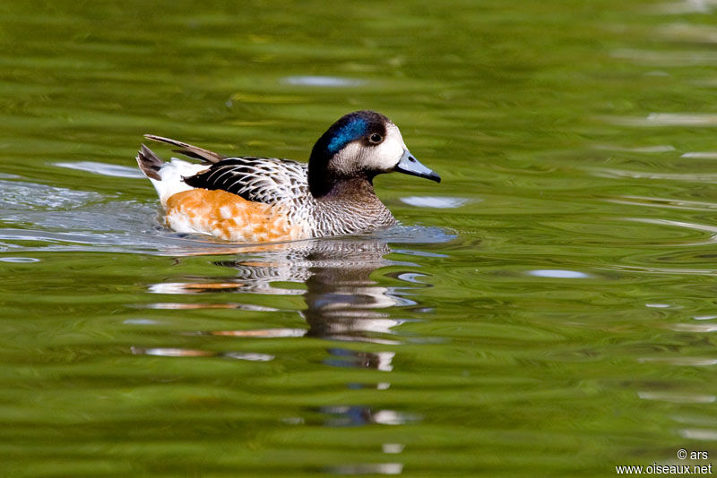 Canard de Chiloé, identification