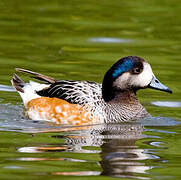 Chiloe Wigeon