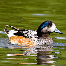 Canard de Chiloé