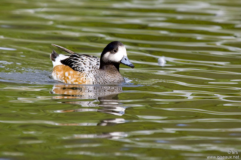 Chiloe Wigeon, identification