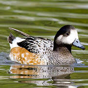 Chiloe Wigeon