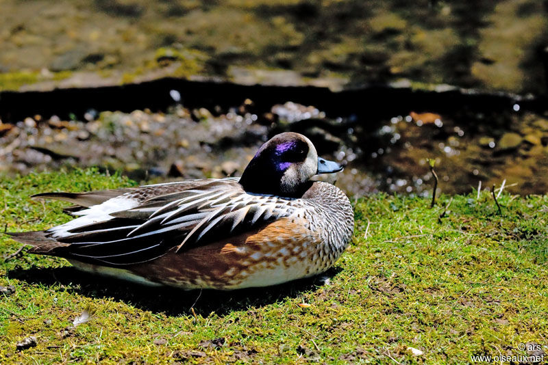 Canard de Chiloé, identification