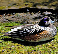 Chiloe Wigeon