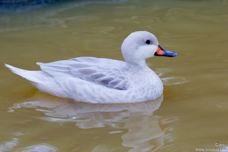 White-cheeked Pintail, identification