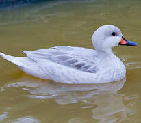 White-cheeked Pintail