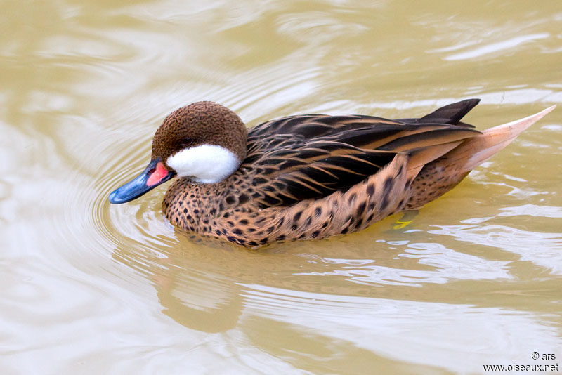 White-cheeked Pintail, identification