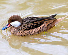 White-cheeked Pintail