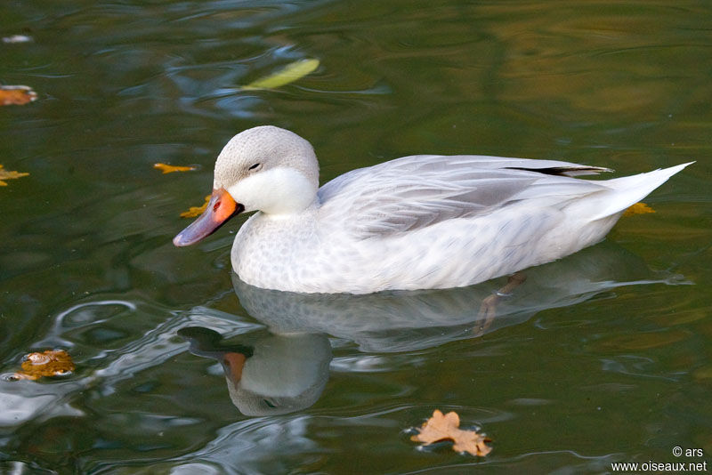 White-cheeked Pintail, identification