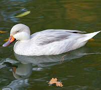 White-cheeked Pintail