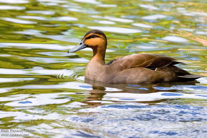 Canard des Philippinesadulte, pigmentation