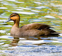 Canard des Philippines