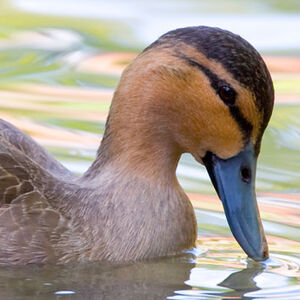 Canard des Philippines