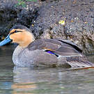 Canard des Philippines