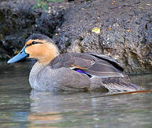 Philippine Duck