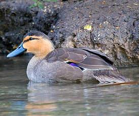 Canard des Philippines