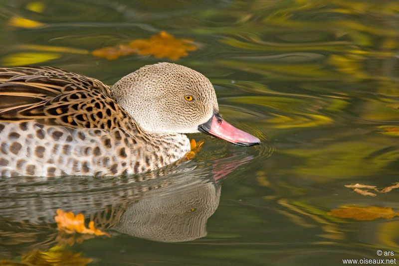 Cape Teal, identification