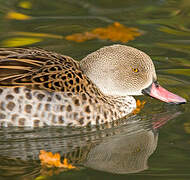 Cape Teal