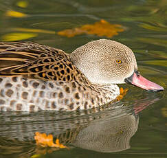 Canard du Cap