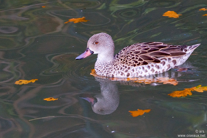 Canard du Cap, identification