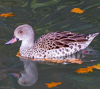 Cape Teal