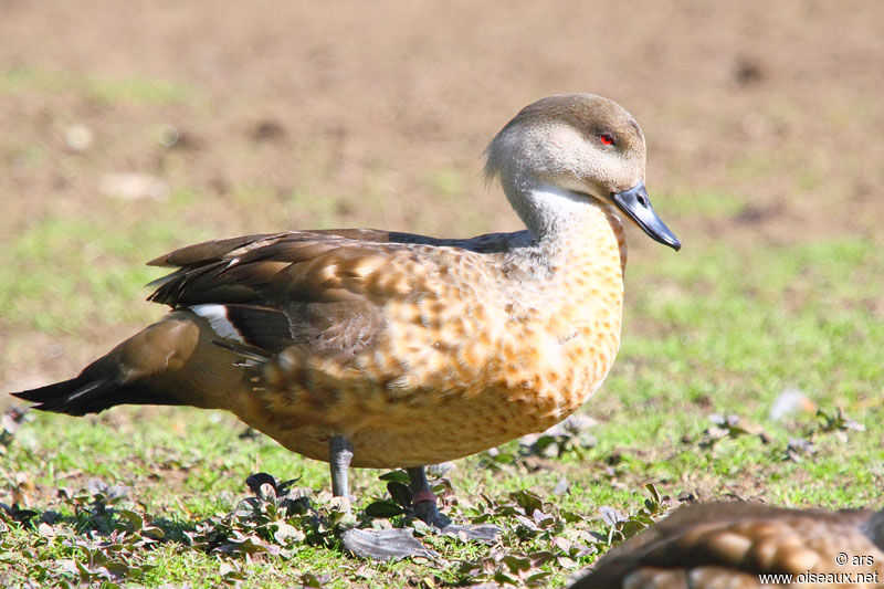 Canard huppé, identification