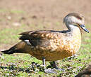 Canard huppé