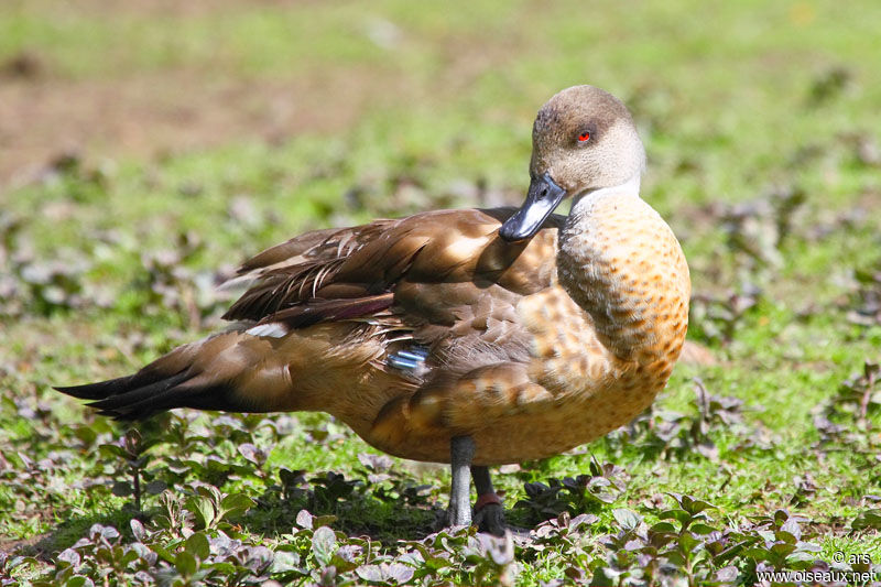 Crested Duck, identification