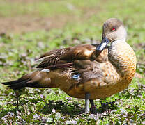 Canard huppé