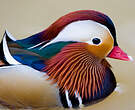 Canard mandarin