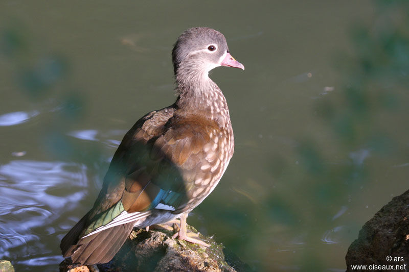 Mandarin Duck male adult post breeding, identification