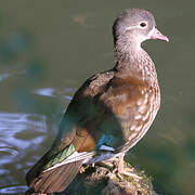 Mandarin Duck