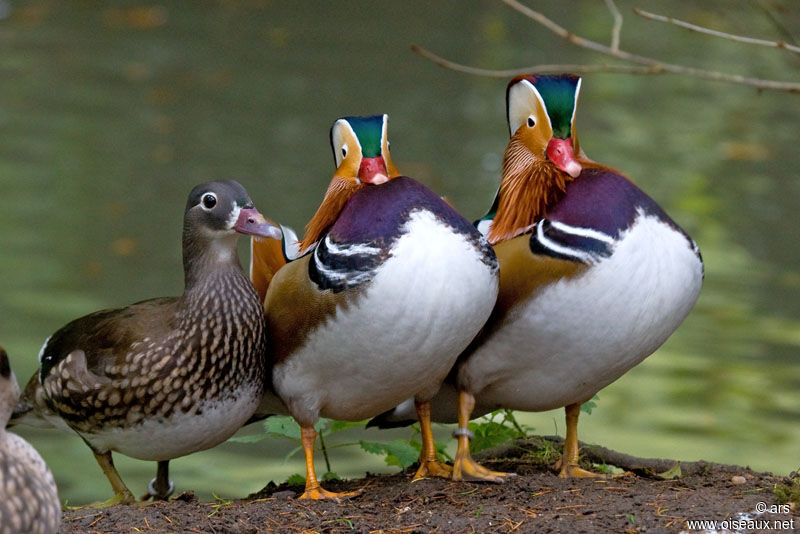 Mandarin Duck male adult, identification