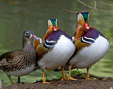 Mandarin Duck