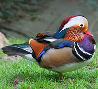 Canard mandarin