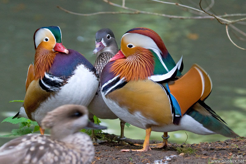 Mandarin Duck male adult, identification