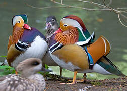 Mandarin Duck