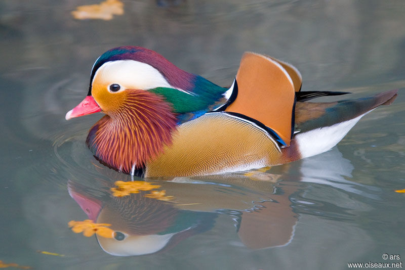 Canard mandarin mâle adulte, identification