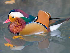 Canard mandarin