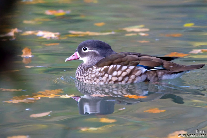 Mandarin Duck male adult post breeding, identification