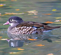 Mandarin Duck