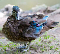 Mandarin Duck