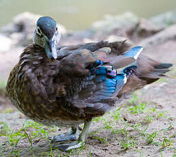 Canard mandarin