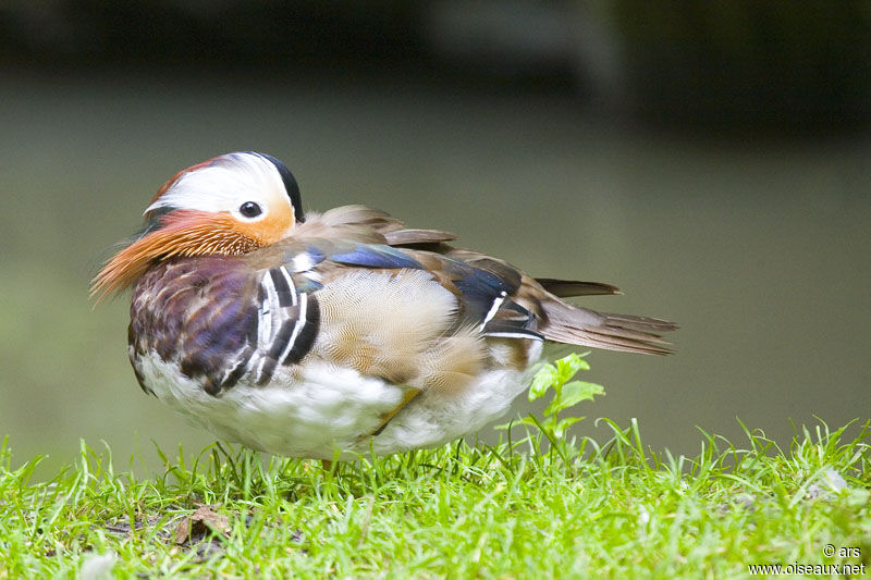 Mandarin Duck male adult, identification, Behaviour