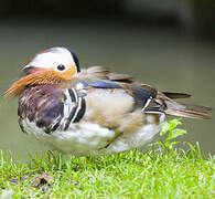 Canard mandarin